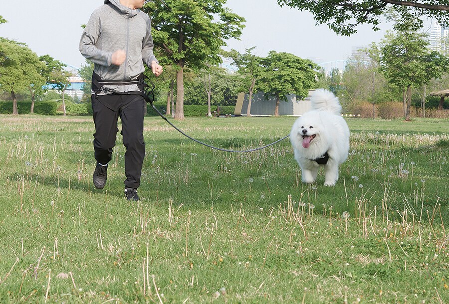 Hurtta Hiker Belt 저널 내지 이미지