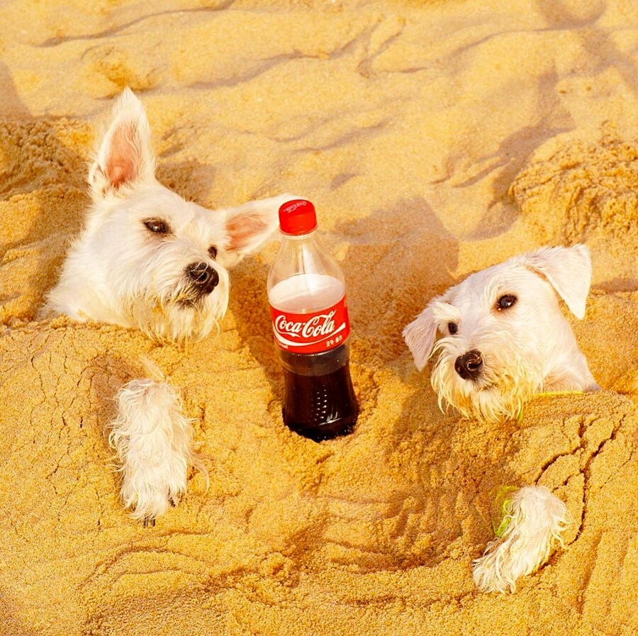 Pet’s Summer Vacation 사진