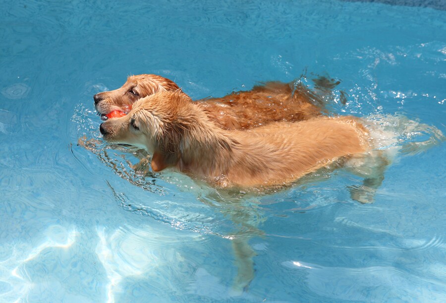 Pet’s Summer Vacation 사진
