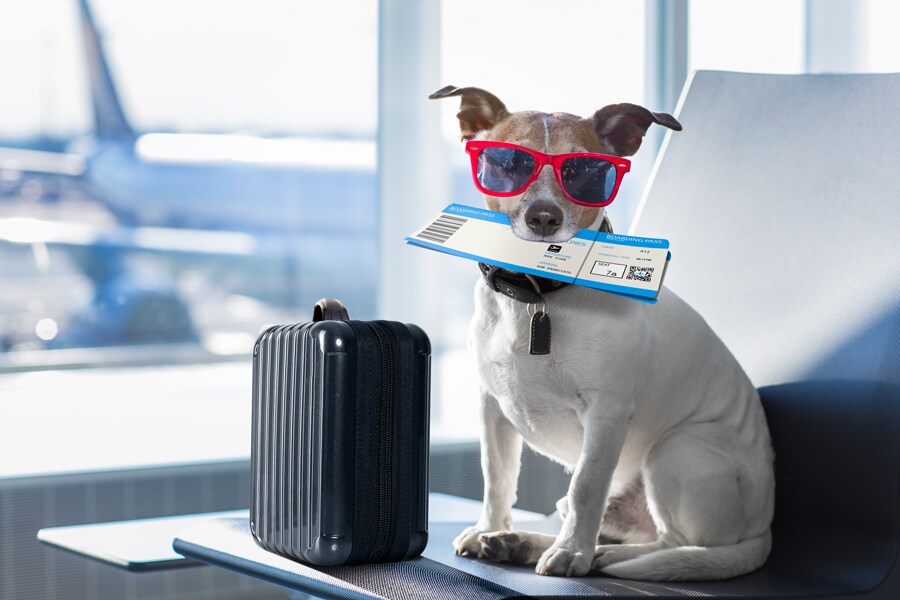 Pet’s Summer Vacation 사진