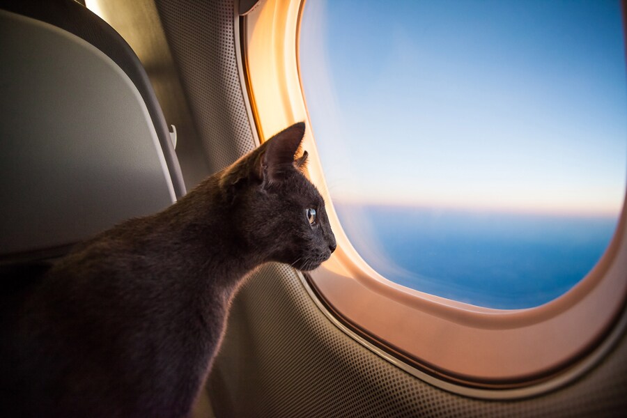 Pet’s Summer Vacation 사진