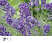라벤더