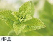 밤민트