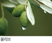 올리브