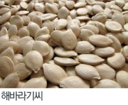 해바라기씨
